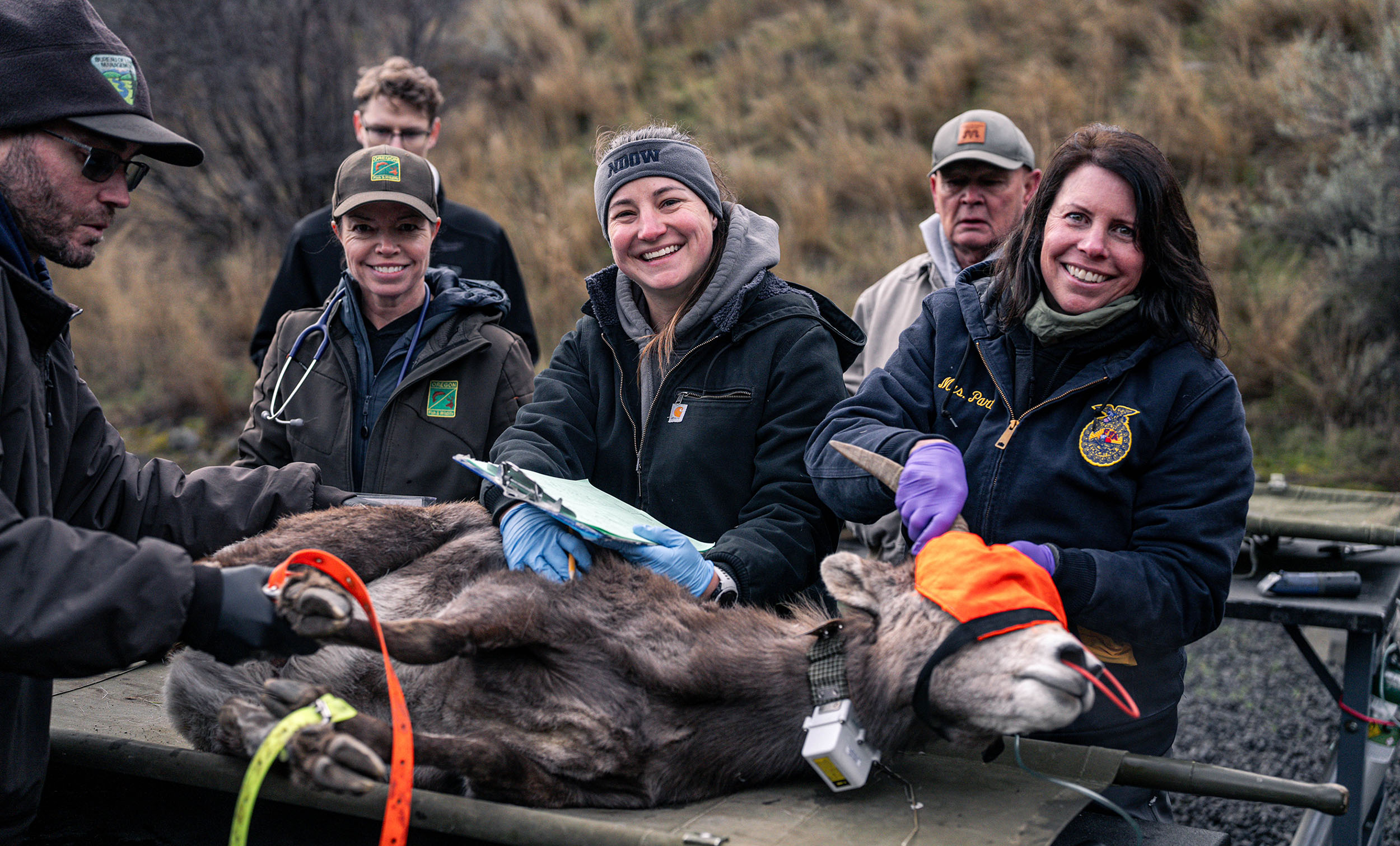 Volunteers, biologists, and researchers do a health check on a bighorn sheep